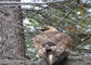 Kuş Hayvanat Bahçesi 2mm Paslanmaz Çelik Halat Örgü Örgü 7x7